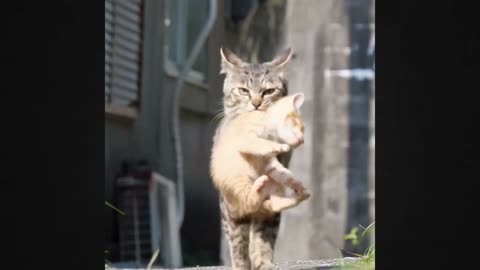 Heartwarming Moment: Cat Tenderly Carries Her Baby in Her Mouth