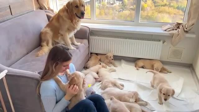 Golden Retriever Dad Meets His 11 Puppies