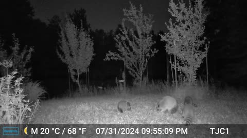 Raccoon Family