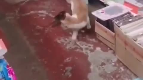 Funny cats and dogs and ret video