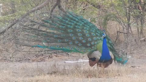 Dancing peacock rare view