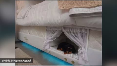 Brazilian Company Creates A Bunk Bed For Pets And Their People
