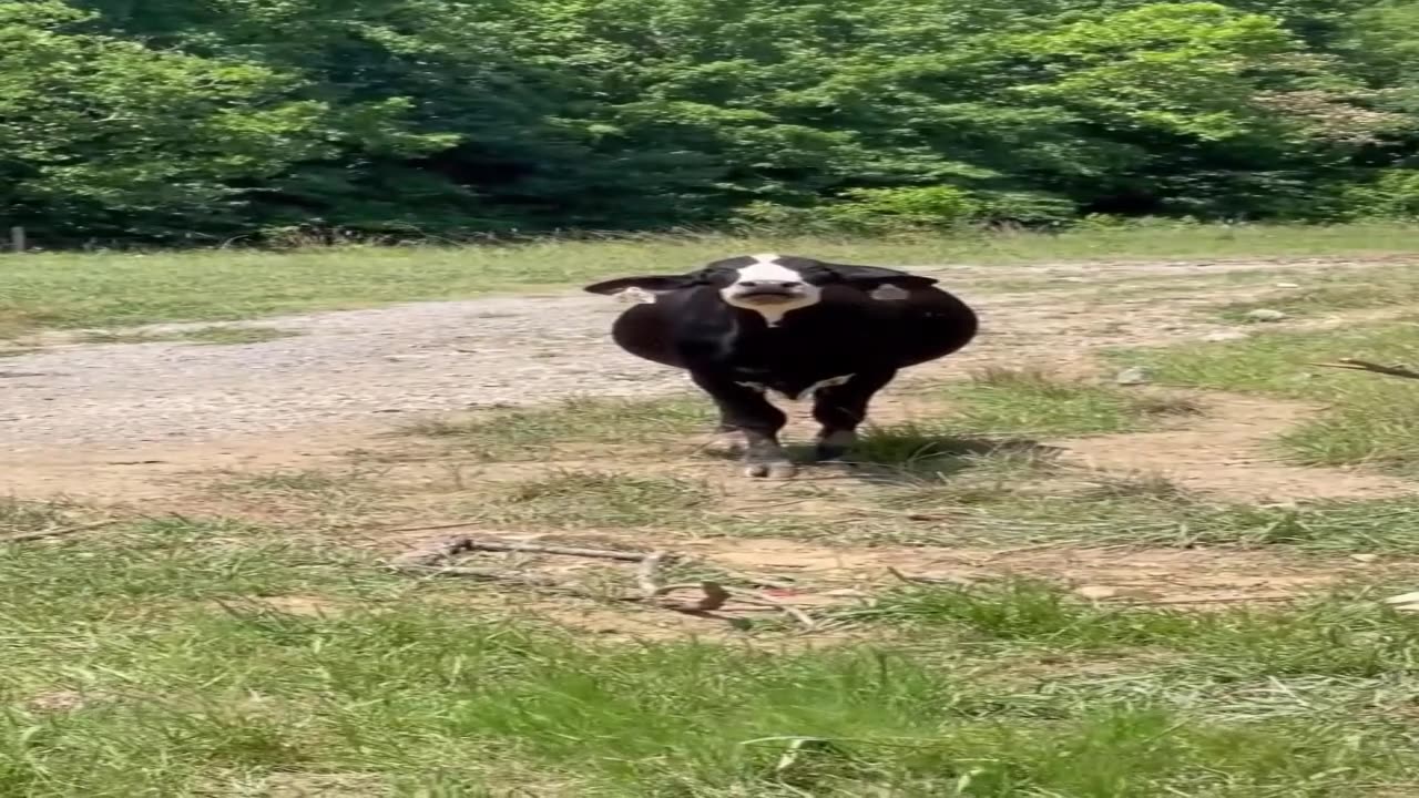 Funny animal video!