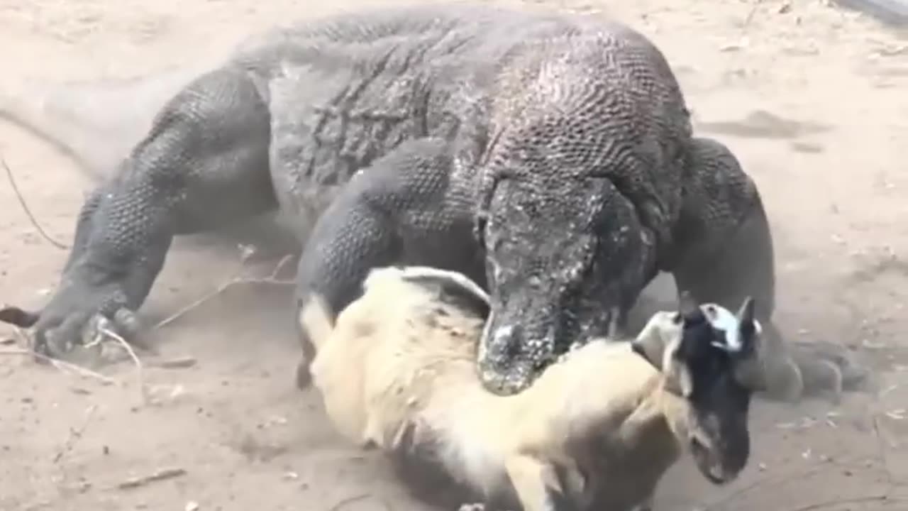 Danger animals video πππΈπΈπΈπΈπΈπΈπ