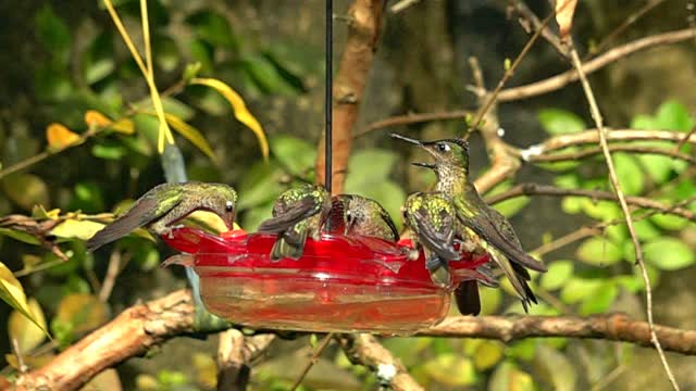 Hummingbirds super slow motion - with Sony AX700
