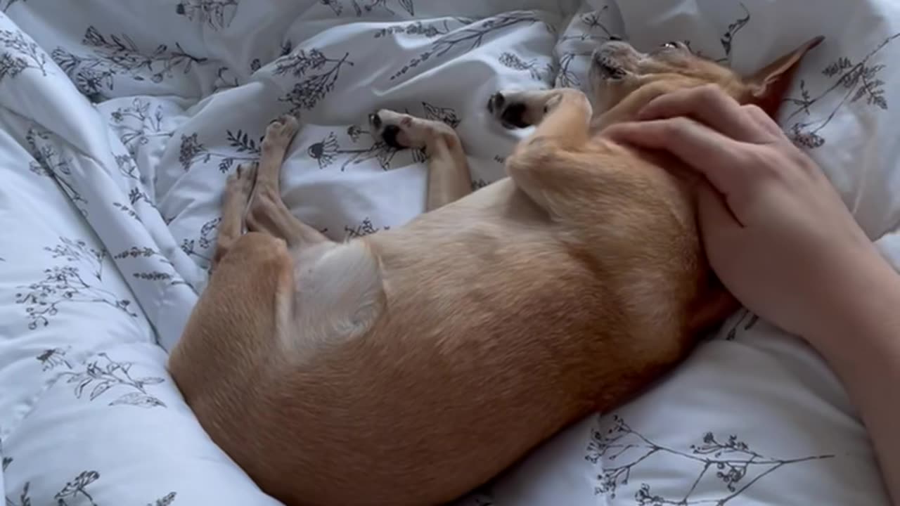 Sleeping chihuahua