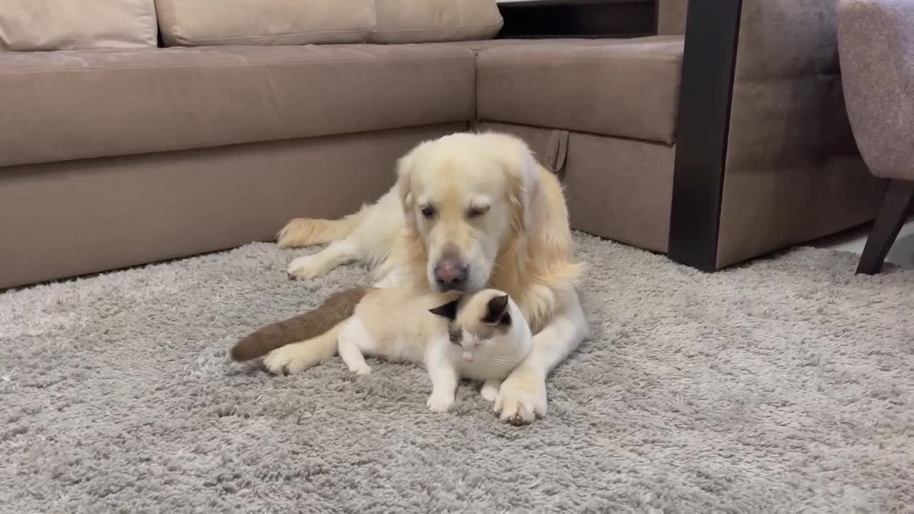 Golden Retriever and German Shepherd Puppy think a Kitten is a Broken Dog!