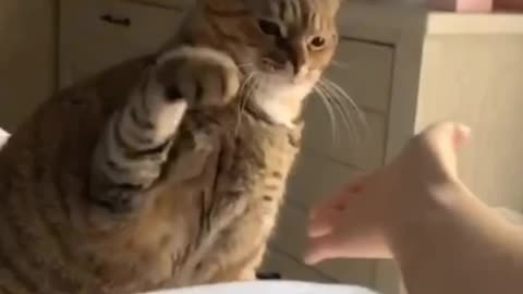 Cat video 😂📸📸