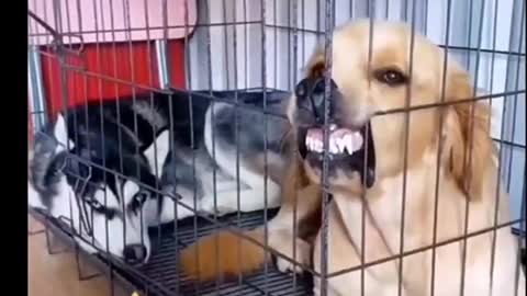 Two interesting dogs