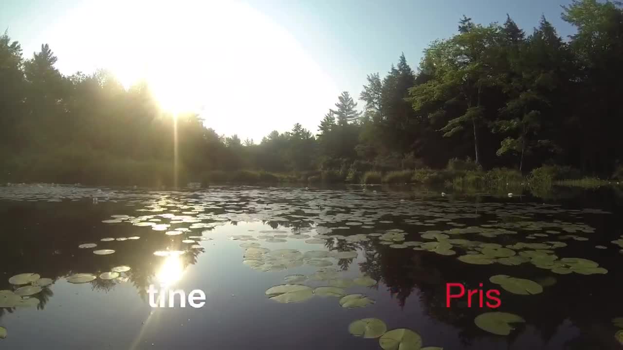 Water lilies