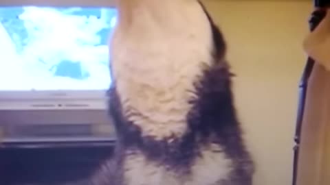 Dog "waltz".