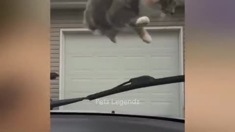 Funny Animal makes you happy