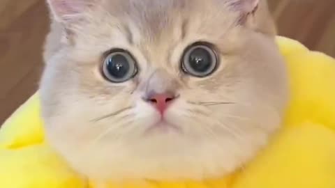 Cat Love