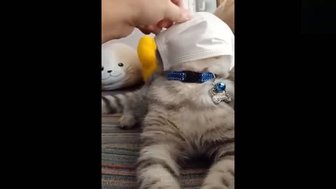 😍Cute Cats and Funny Dogs Videos Compilation💗_2