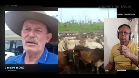 Governo Ordena o confisco de milhares de Gados de pequenos Criadores no Amazonas