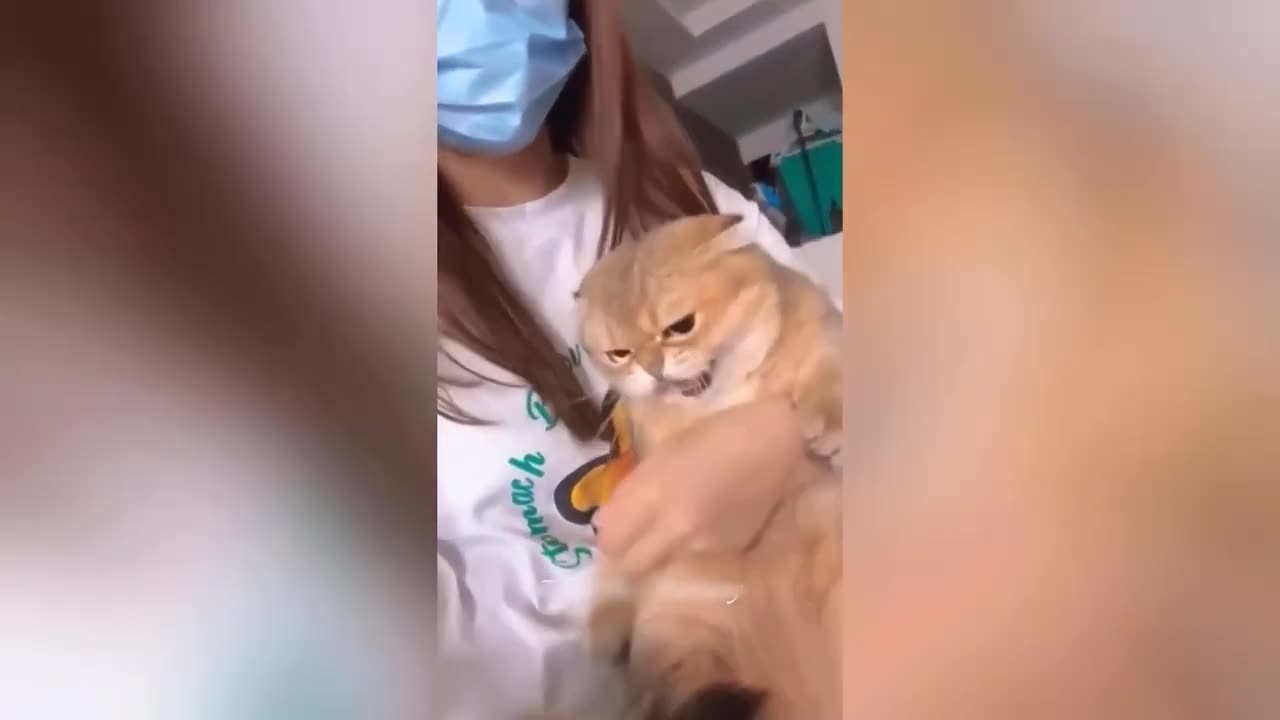 Funny dogs🐕 and cats😻