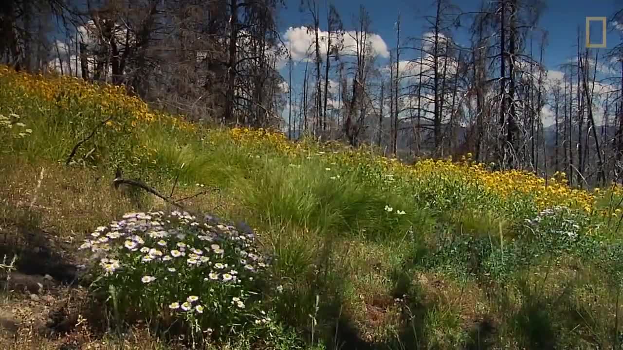 Hour in Yellowstone’s Beautiful Landscapes National Geographic