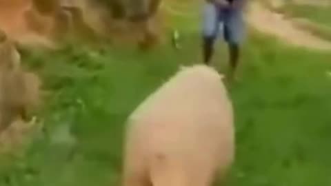 🤣🤣🤣Funny Animal Video 🤣🤣🤣