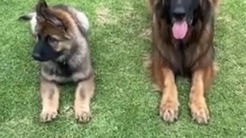 Smart dog Training How To train your Dog With ultimate guide