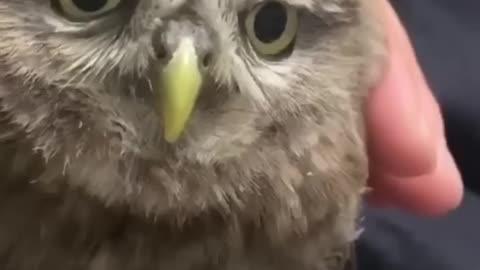 Laugh Out Loud with the Best Funny Animal Moments Compilation! (7)