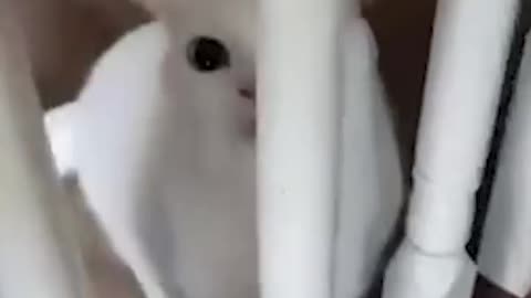 Funny animals -Funny cats and dogs