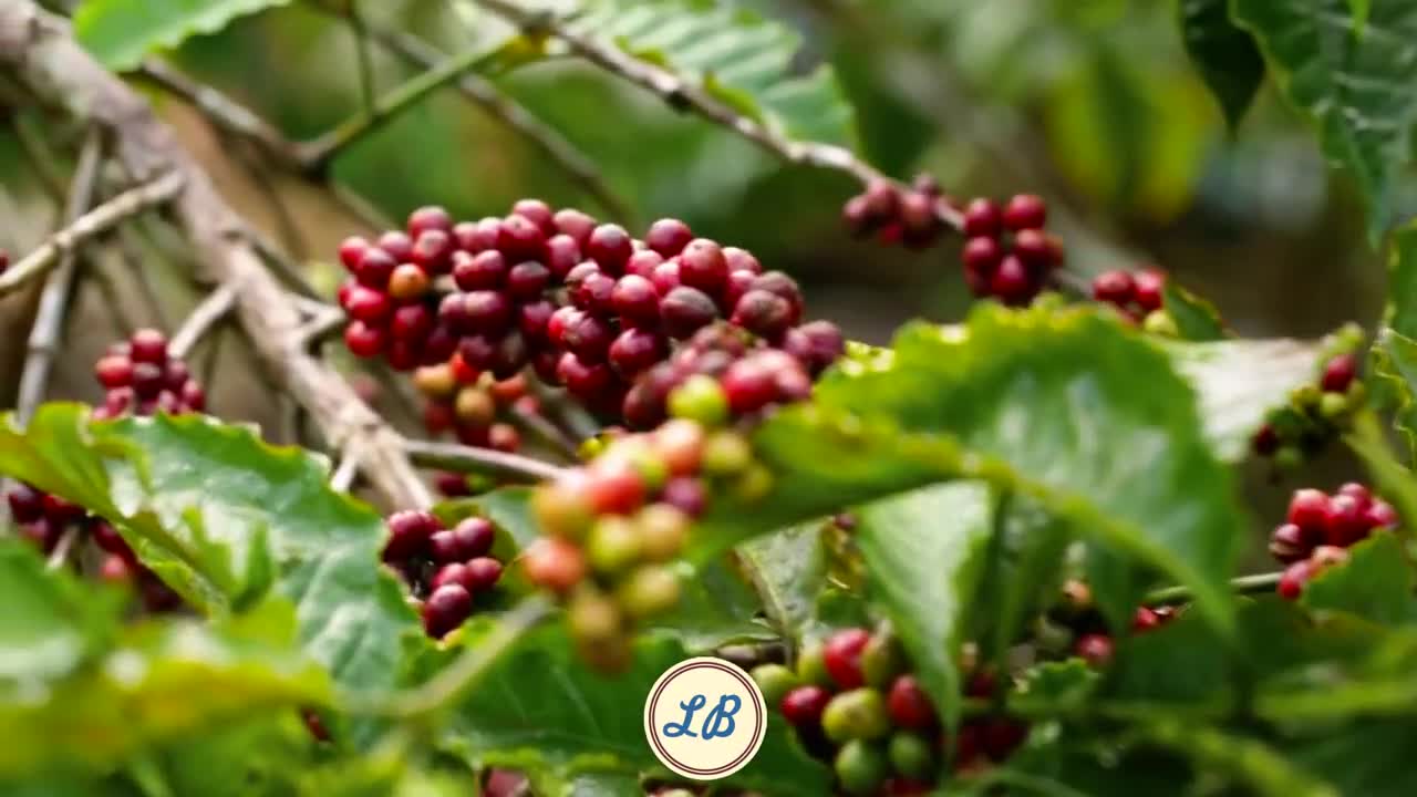 O surgimento do café no Brasil (curiosidade).