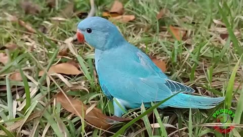 Ringneck Parrot Videos Compilation