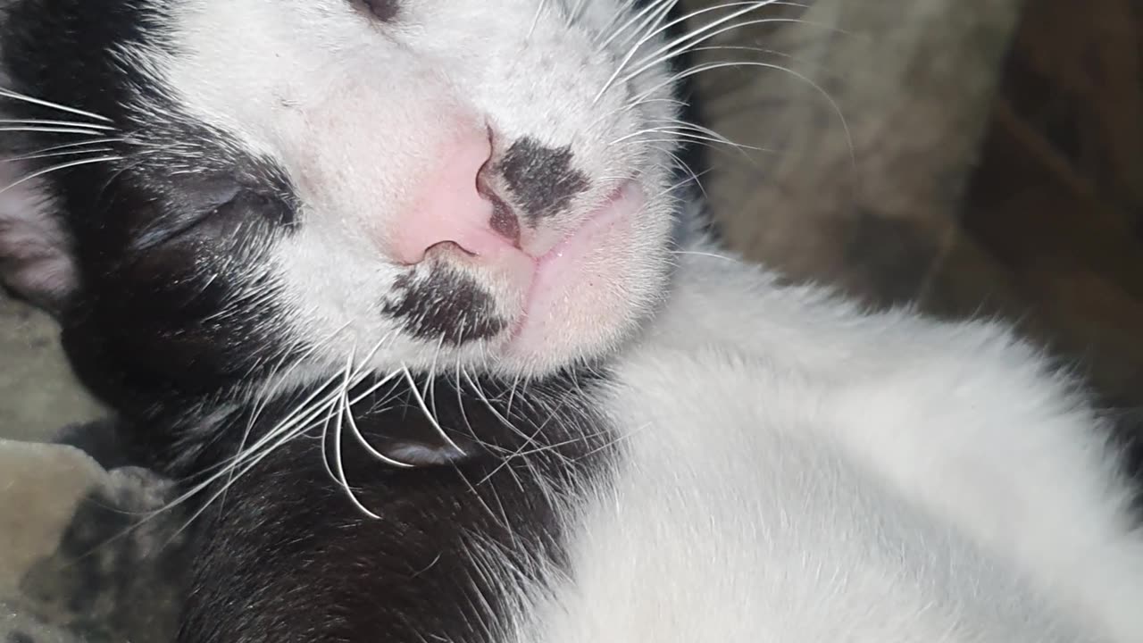 Cat Simba didn't want to wake up after sleeping
