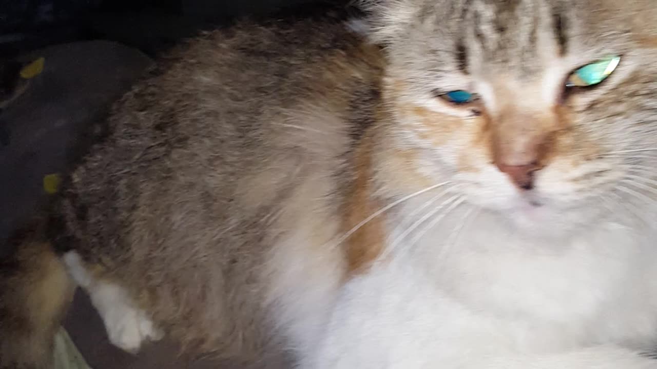Beautiful Cat 🐈 Cat lover's