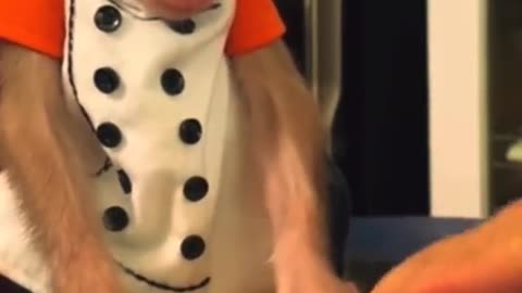 Monkey Business in the Kitchen: Funny Cooking Moments