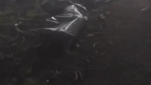 Animals Tear Open Packaging of Russians Waiting for a Ride