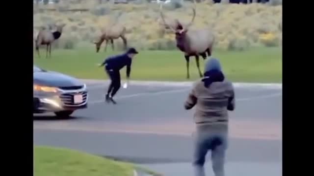 animals playing