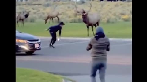 animals playing