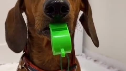🤣 Funniest 🐶 Dogs - Awesome Funny Pet Animals Videos 😇