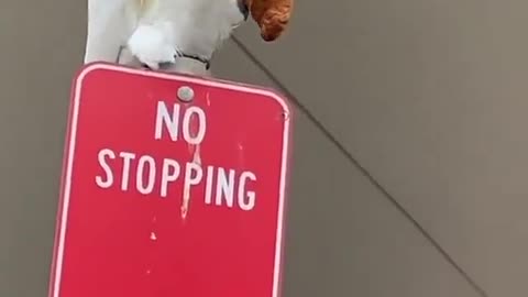 This Parrot is Enjoying its Lunch Break