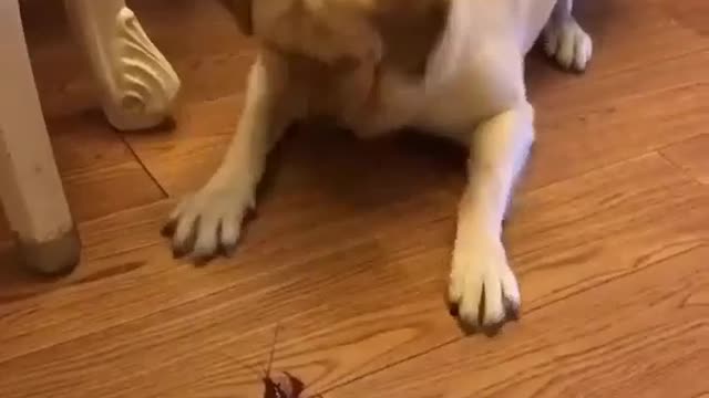 Cute dog played with shrimp fish | Shrimp vs Dog 🐕 🦐