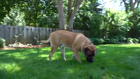 HUGE 200lbs Mastiff turns into a beached whale