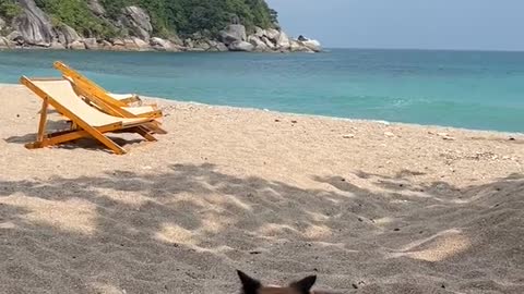 dog goes on vacation