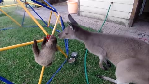Funny animals
