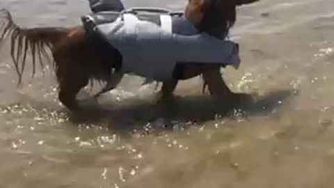 Dog dressed as shark at the beach