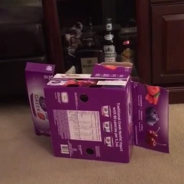 Cute bunny rabbit moves box