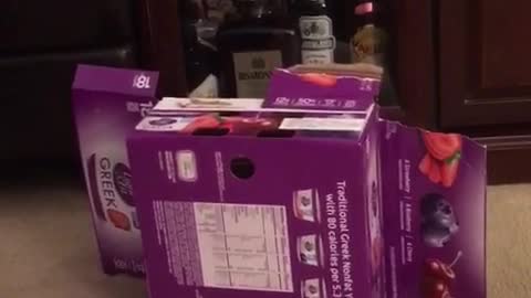 Cute bunny rabbit moves box