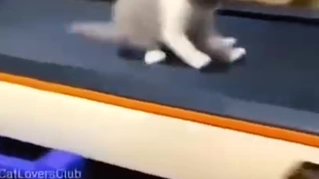 Very funny pet