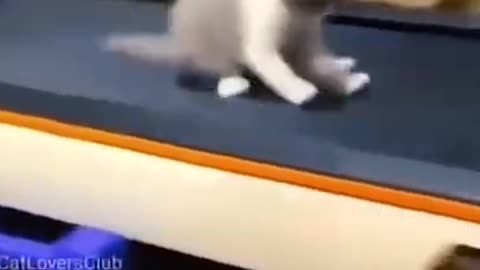 Very funny pet