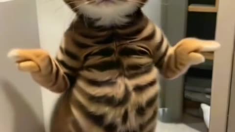 Funny cat doing dance 😂