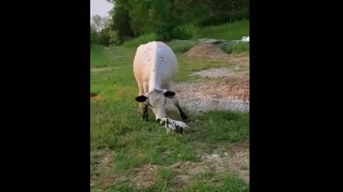 Funniest Animals | Funny Dog And Cat