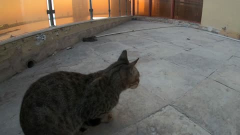 Homeless cat in UAE, Ras Al Khaimah: MICHAEL JACKSON #cat #cats #MichaelJackson #emirates #UAE #4u