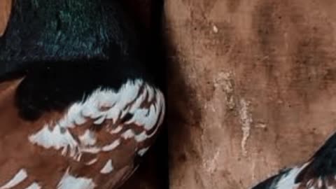 Song status Punjabi song Sidu mose Wala