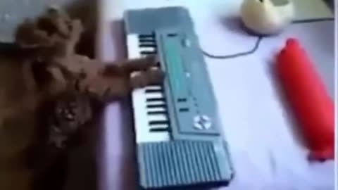Funny Animal 2020