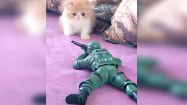 Cute Cats amazing reaction to baby toys ( Give u r reaction in comment section below